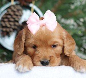 Cavalier King Charles x Golden Retriever 2479