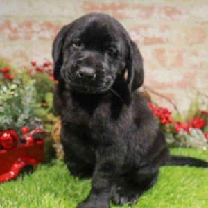 Labrador Retriever 0165