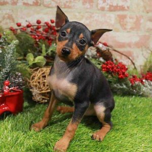 Miniature Pinscher 2298