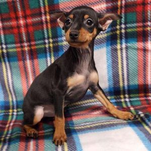 Miniature Pinscher 7600
