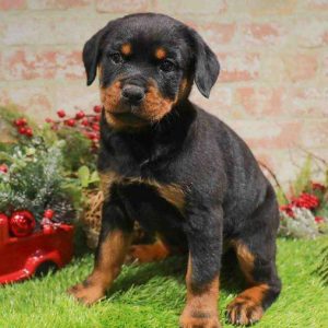 Rottweiler 1059