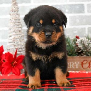 Rottweiler 3871