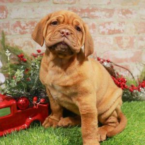 Dogue de Bordeaux 5808