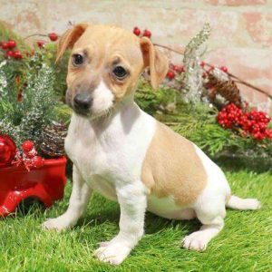Jack Russell Terrier 1272