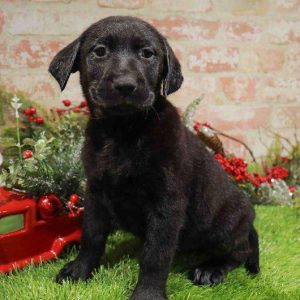 Labrador Retriever 0427