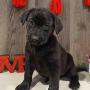 Labrador Retriever 5368