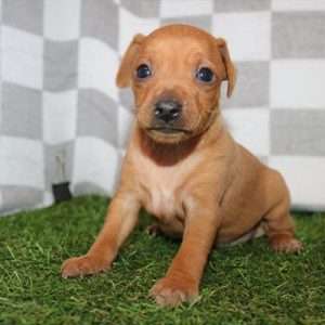 Miniature Pinscher 4226
