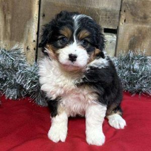 Mini Aussiedoodle 2312