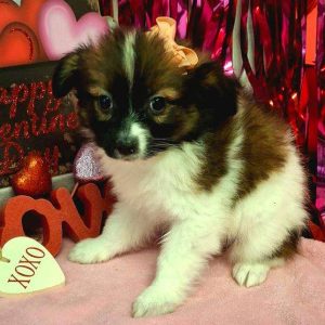 Papillon 8739
