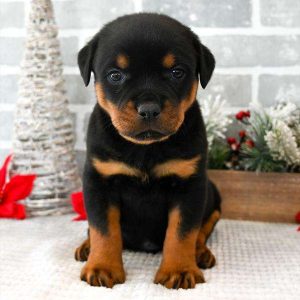 Rottweiler 3936