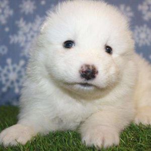 Samoyed 7139