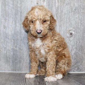 Standard Poodle 0638