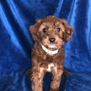 Cavapoo 1384