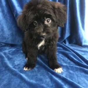 Aussiepoo Mini 8214