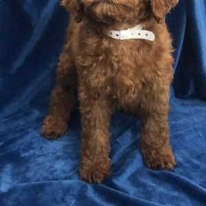 Poodle Moyan 8217