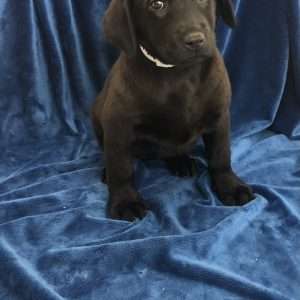 Labrador Retriever 7454