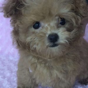 Toy Poodle 7620