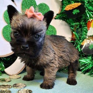 Cairn Terrier 9040