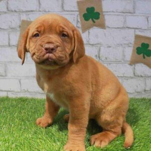 Dogue de Bordeaux 7516