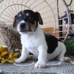 Jack Russell Terrier 7931