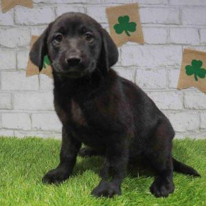 Labrador Retriever 5826