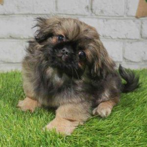 Pekingese 4085