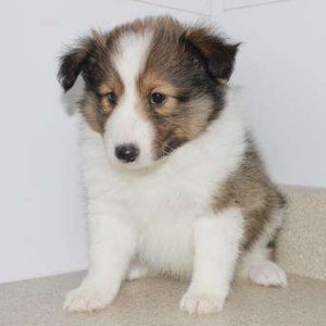 Shetland Sheepdog 3360
