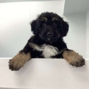 Aussiepoo Mini 1625