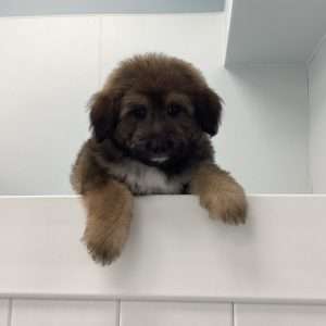 Aussiepoo Mini 1621