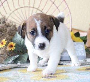 Jack Russell Terrier 7927