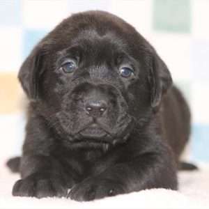 Labrador Retriever 5487