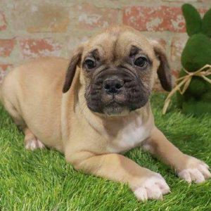 Miniature Bull Mastiff 6082