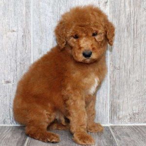 Standard Poodle 6254