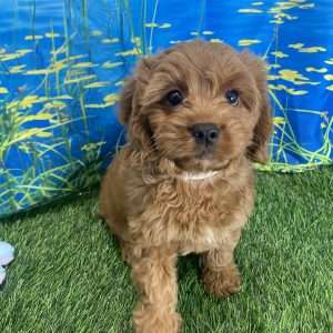 Minature Goldenpoo 1750