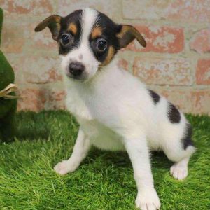 Rat Terrier 9947