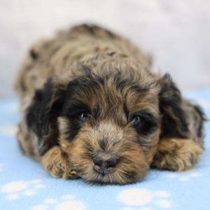 Goldendoodle 6321