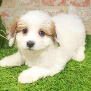 Papichon 2425