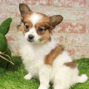 Papillon 2429