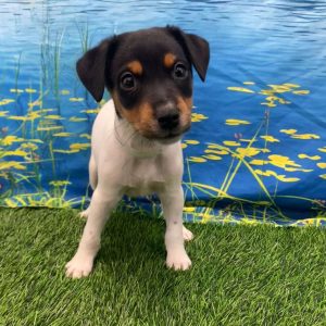 Jack Russell 2773