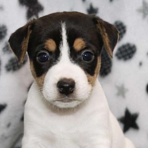 Jack Russell Terrier 9420