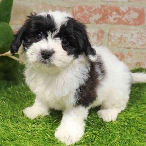 Papichon 2437