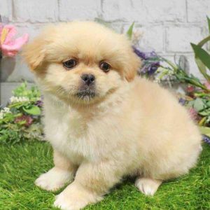 Pekingese 1749