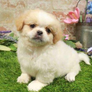 Pekingese 1949