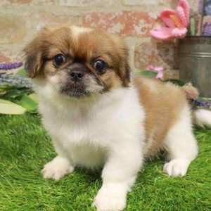 Pekingese 1959