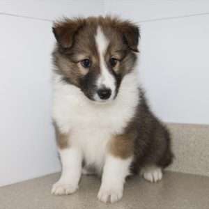 Shetland Sheepdog 5021