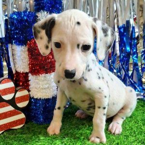 Dalmatian 3668