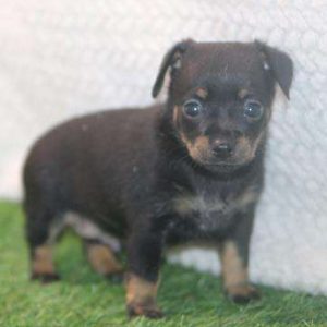 Miniature Pinscher x Jack Russell Terrier 8220