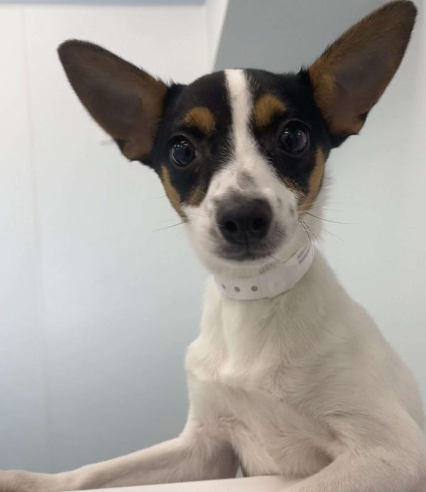 Rat Terrier 9947 $599