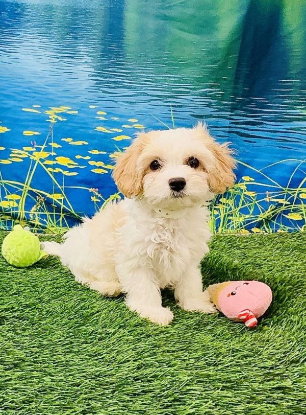 Cavachon 1966