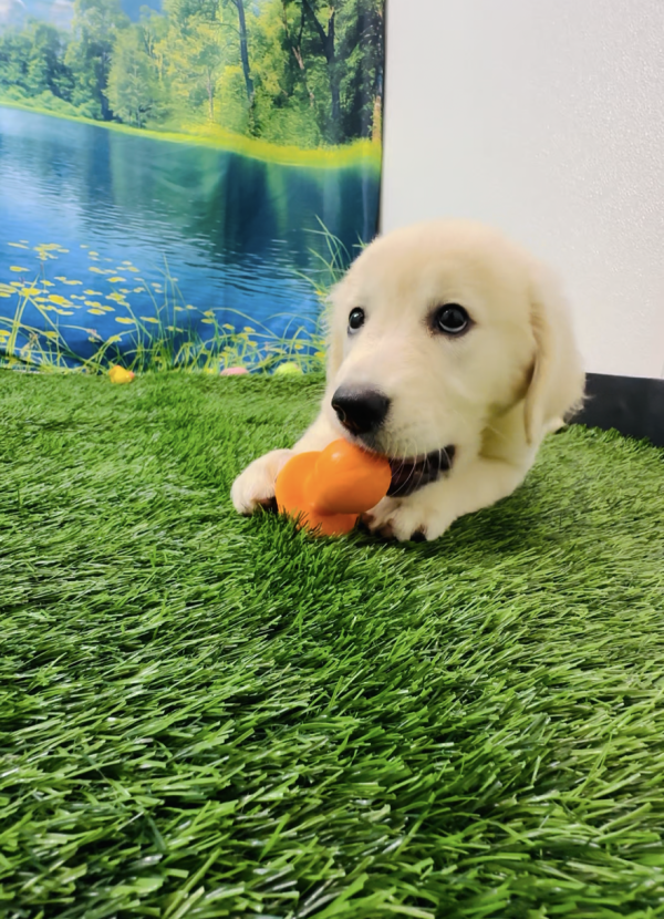 Golden Retriever 1695